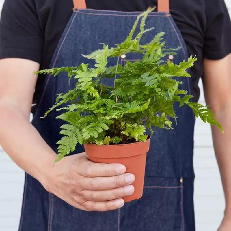 ‘Autumn’ Fern – 4″ Pot – NURSERY POT ONLY