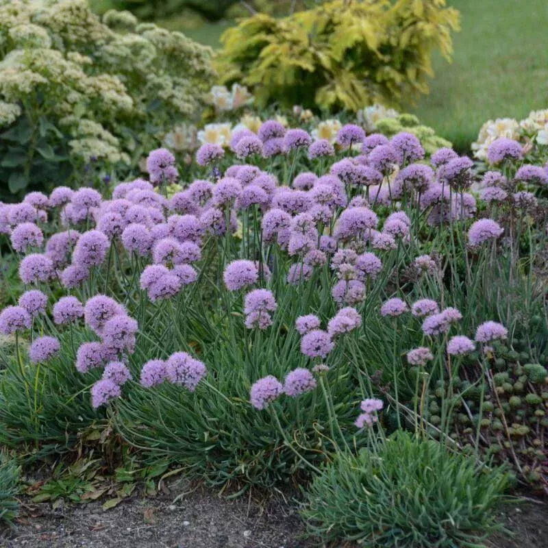 ‘Blue Eddy’ Allium