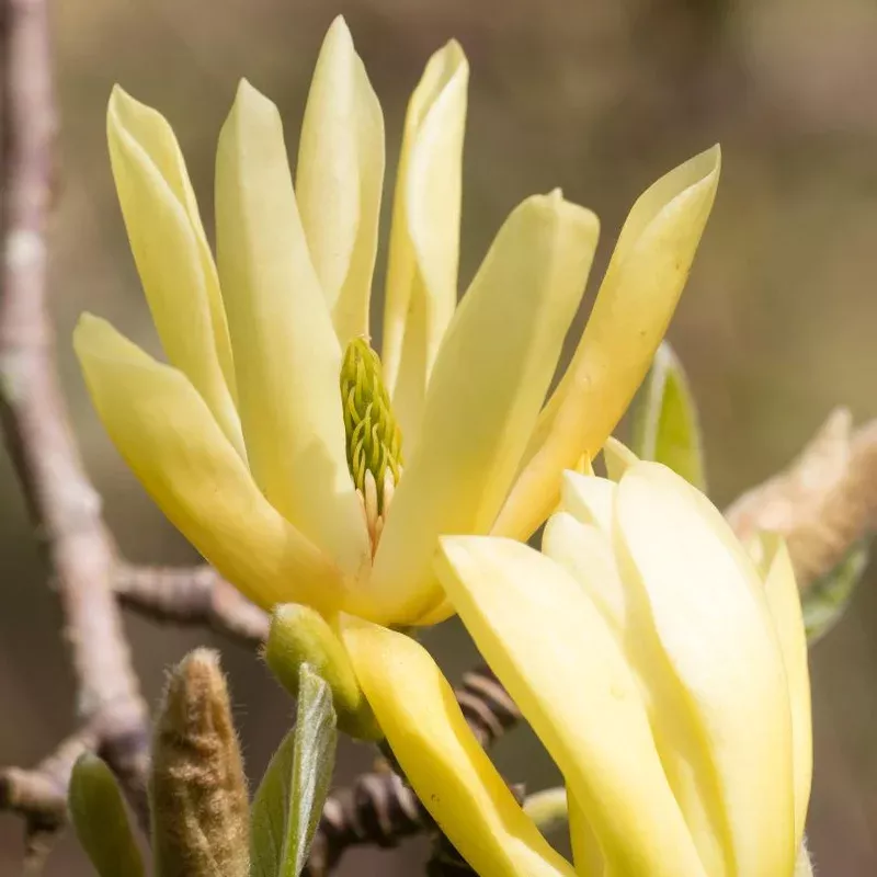 ‘Butterflies’ Magnolia