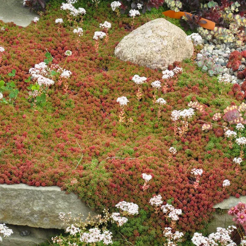 ‘Coral Carpet’ Stonecrop (Sedum)