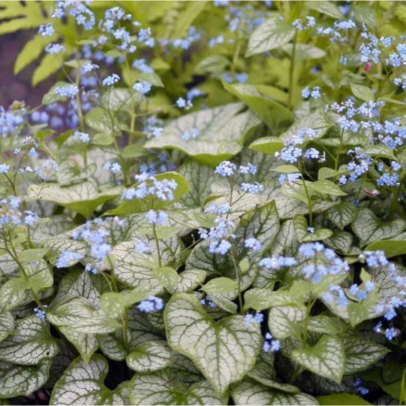 ‘Jack Frost’ Siberian Bugloss (Brunnera)