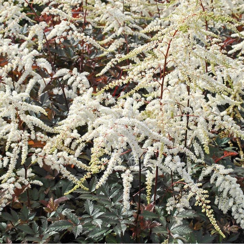 ‘Moccachino’ Astilbe