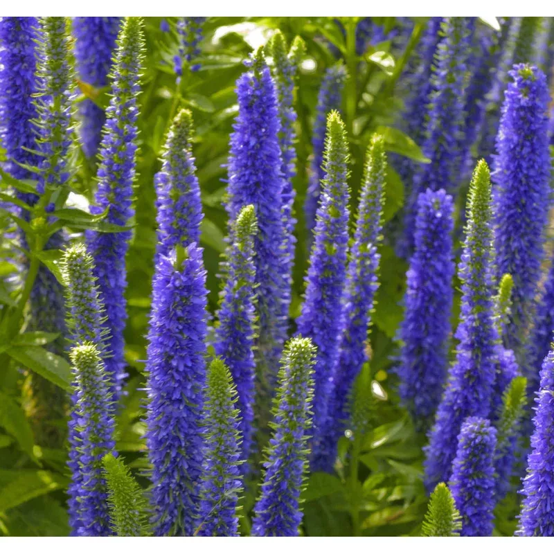 Royal Candles Speedwell (Veronica spicata ‘Royal Candles’) – 1 gallon