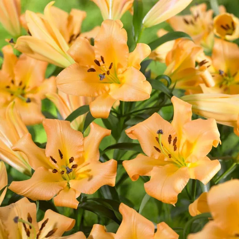 ‘Saltarello’ Lily (Lilium)