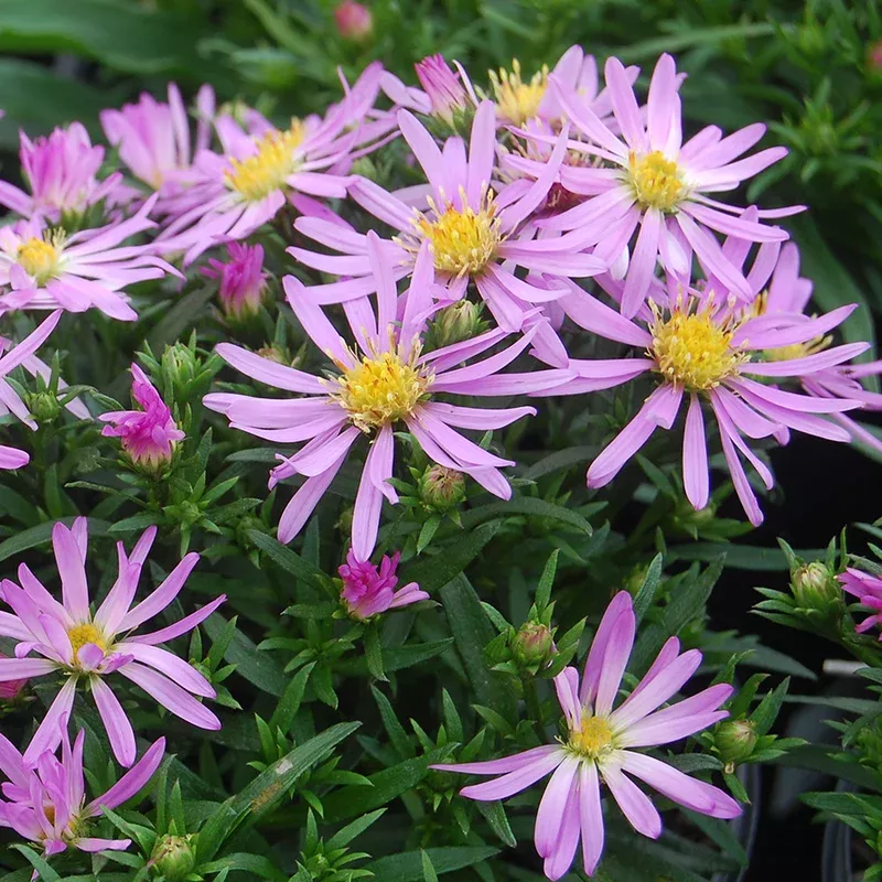 ‘Wood’s Pink’ Aster